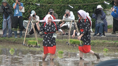 御田植祭