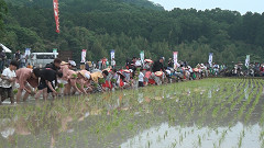 御田植祭