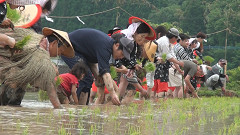 御田植祭