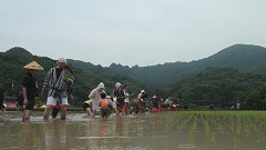 御田植祭