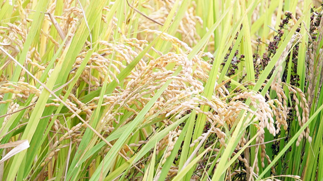 田染荘収穫祭 田染荘収穫祭